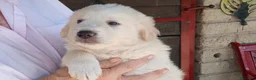 Meticcio cani in regalo: SANSA CUCC MAREMMANO CERCA UNA CASA PER LA VITA - Annuncio 3