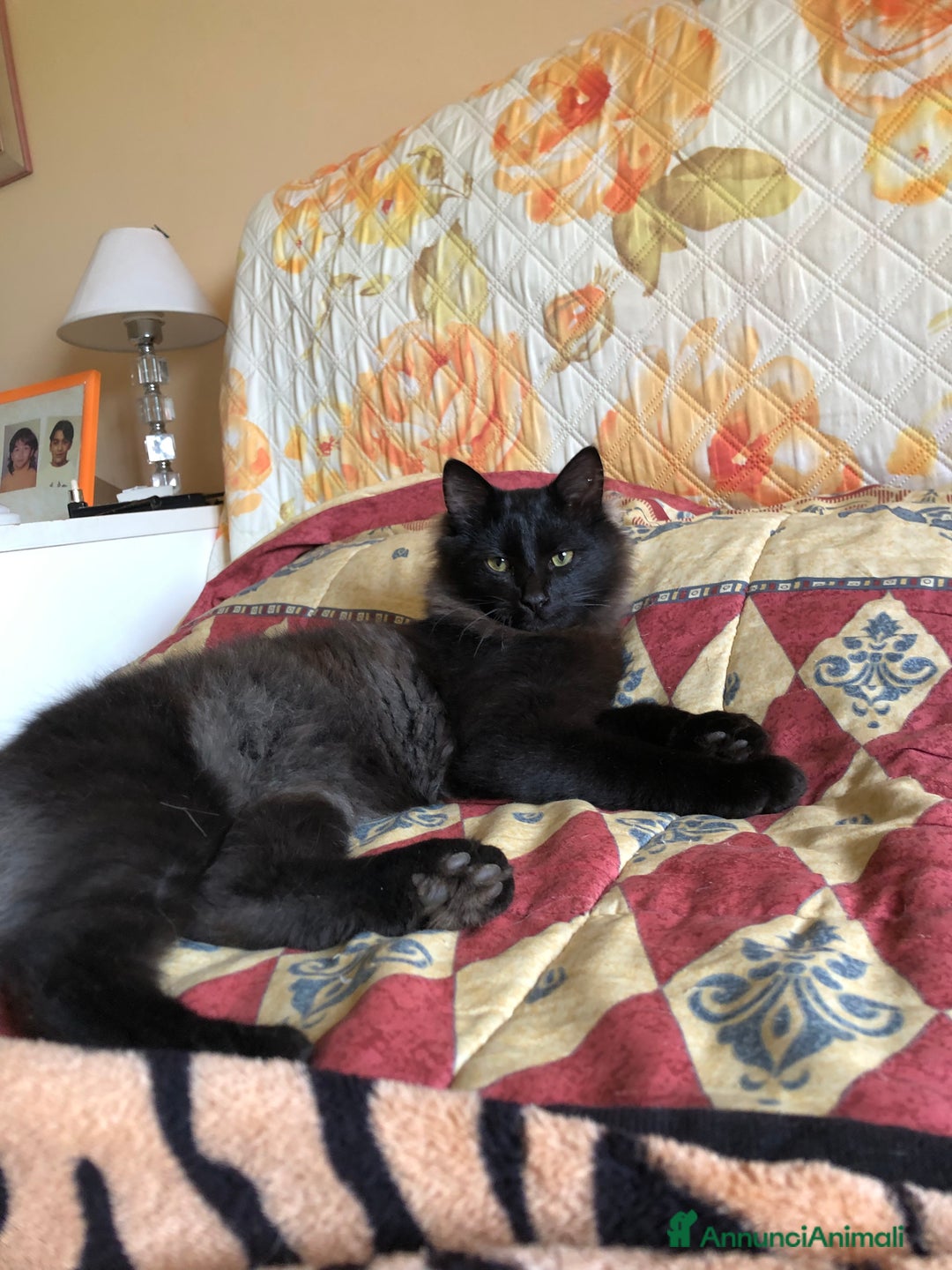 Europeo gatti in regalo: Gattini  - Annuncio 4