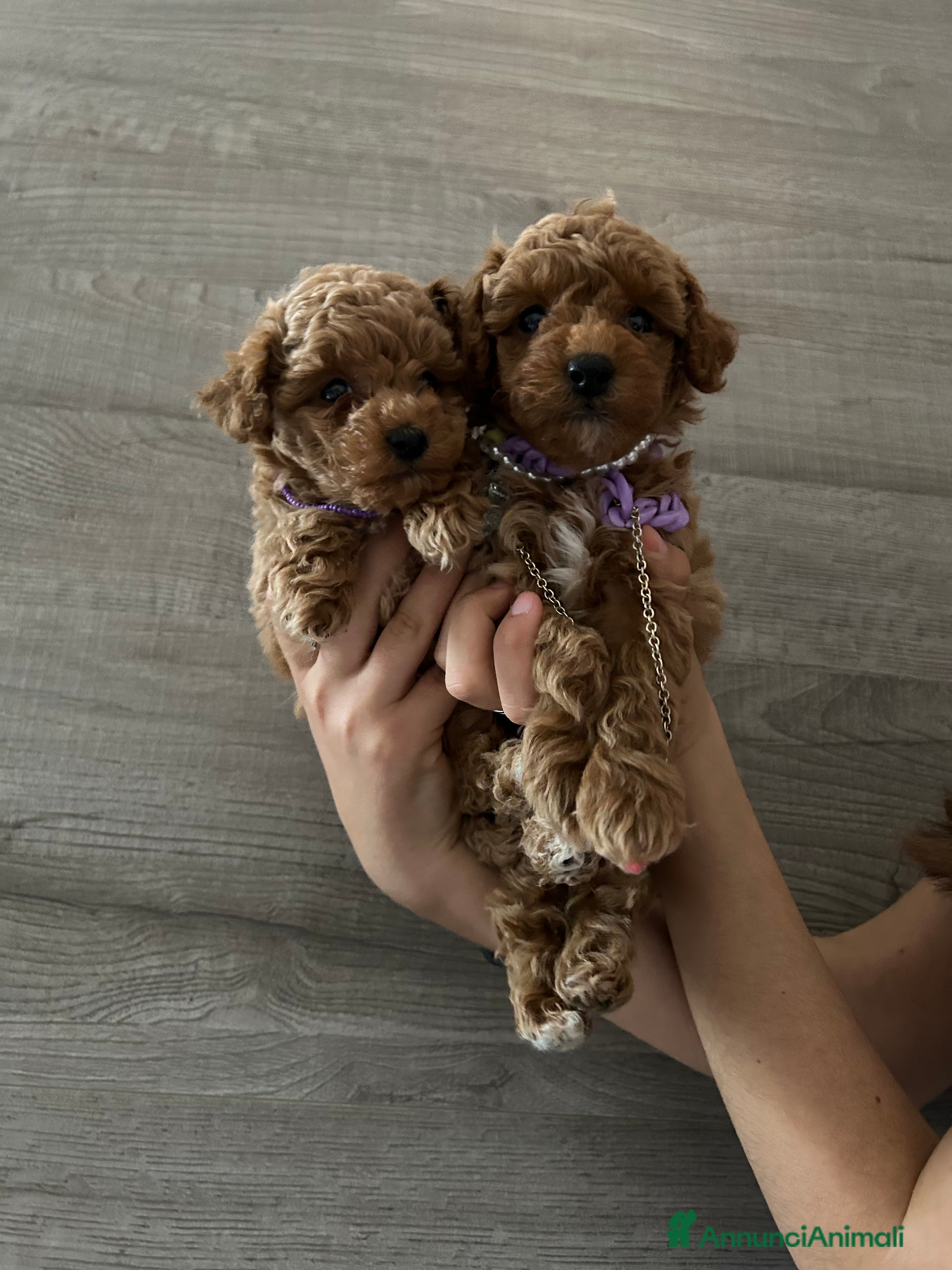 Barboncino Toy cani barboncino toy - Annuncio 9