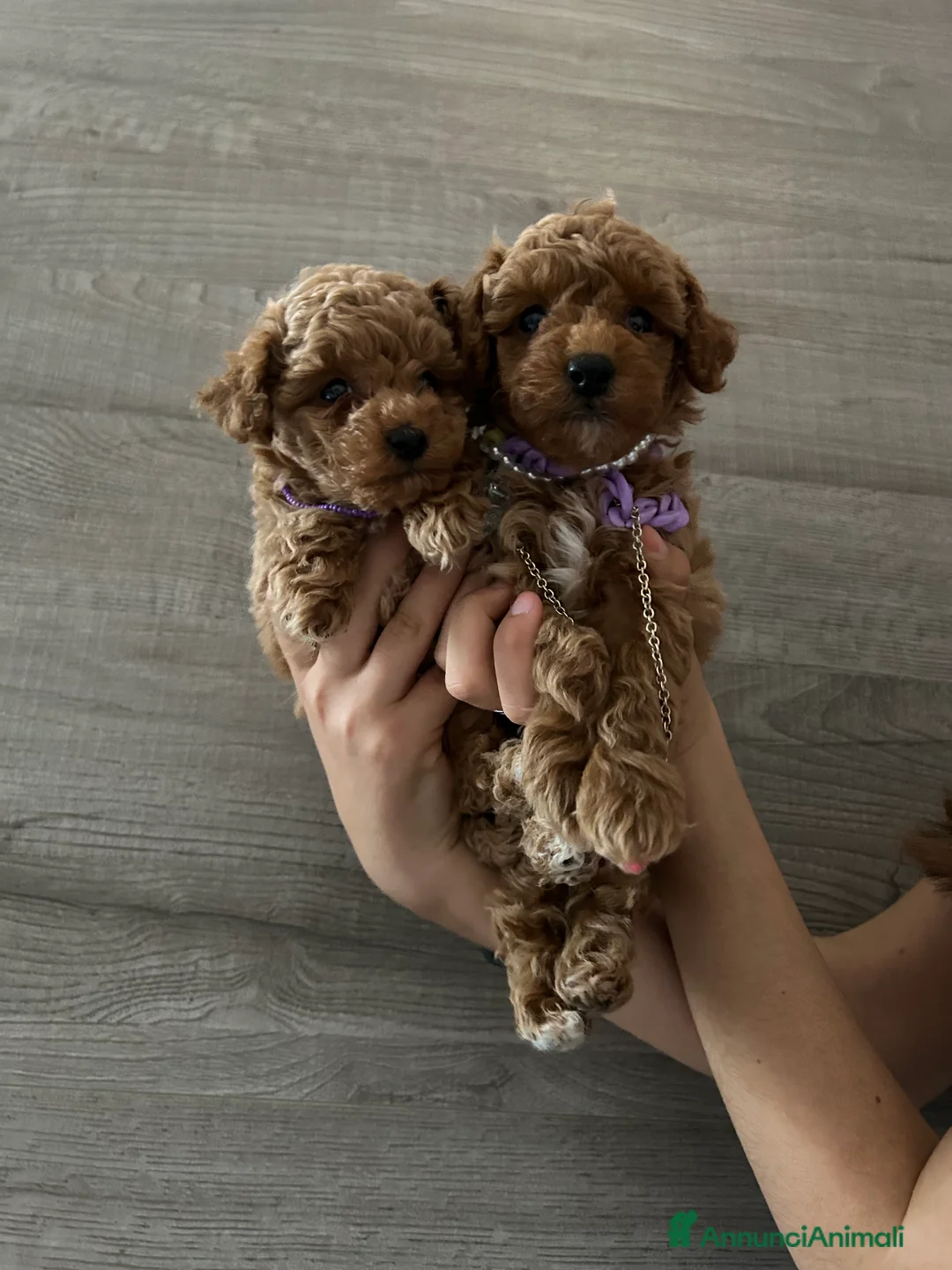 Barboncino Toy cani in vendita: barboncino toy - Annuncio 1