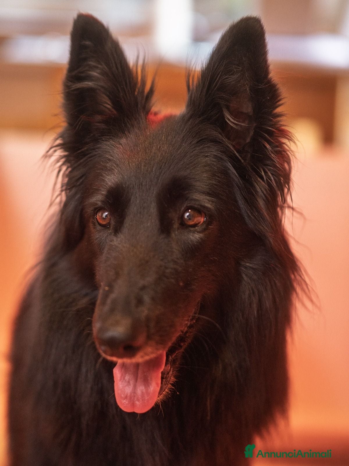 Pastore Belga cani Cuccioli di pastore belga - Annuncio 7