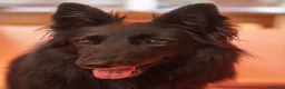 Pastore Belga cani in vendita: Cuccioli di pastore belga - Annuncio 1