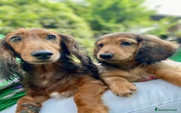 Bassotto cani in vendita: 🌟Splendidi cuccioli di bassotto a pelo lungo🌟 a Città metropolitana di Milano - Immagine 18