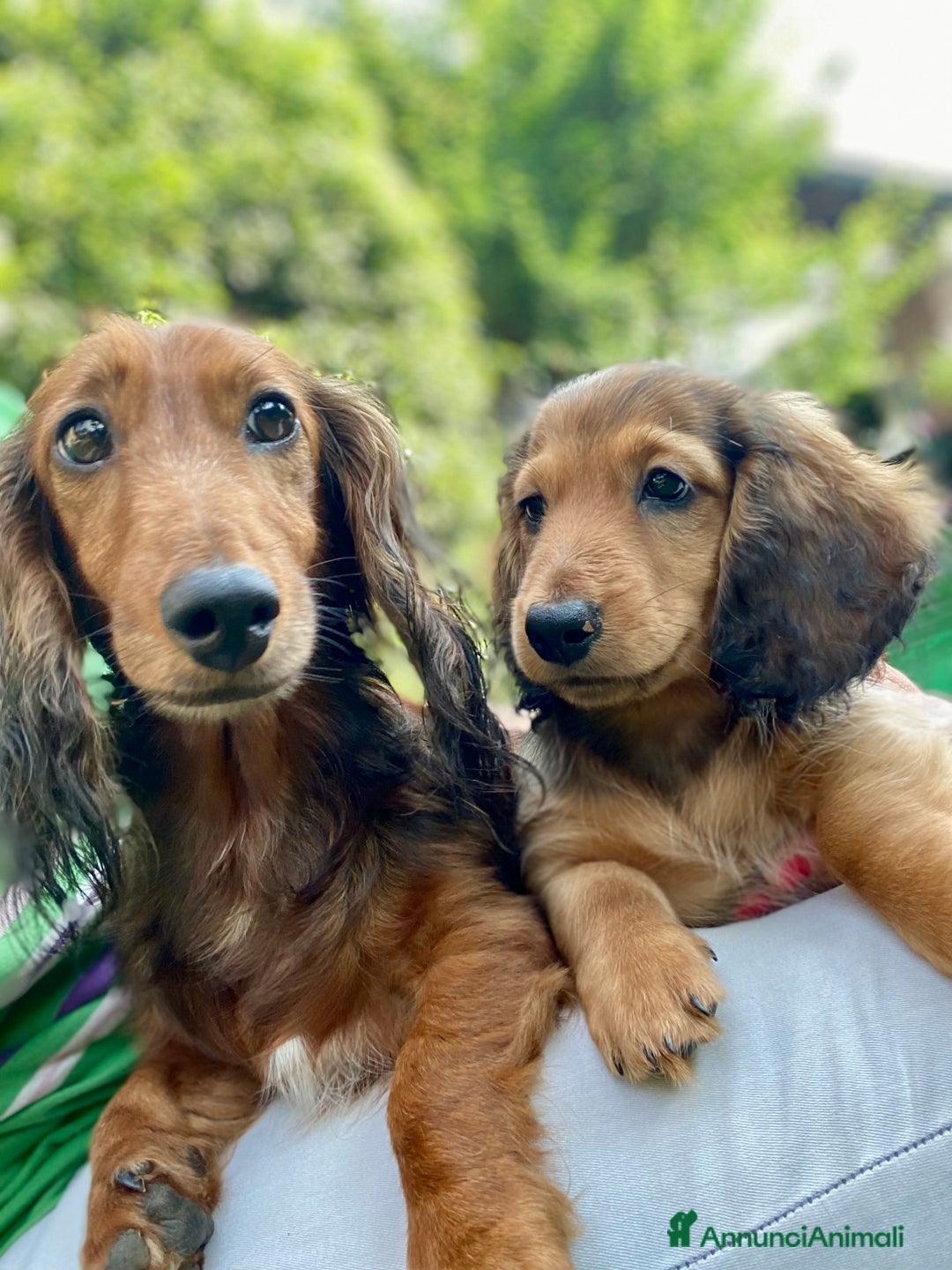 Bassotto cani in vendita: 🌟Splendidi cuccioli di bassotto a pelo lungo🌟 a Città metropolitana di Milano - Immagine 18