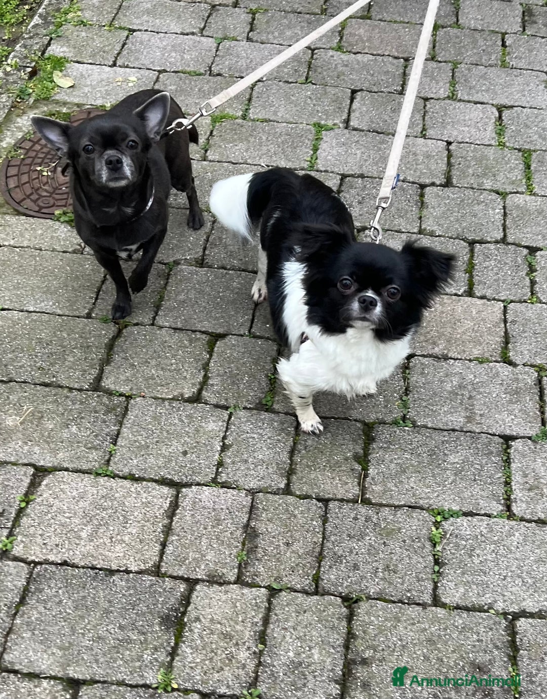 Chihuahua cani in vendita: Chihuahua pedigree Enci femmina pelo lungo - Annuncio 1