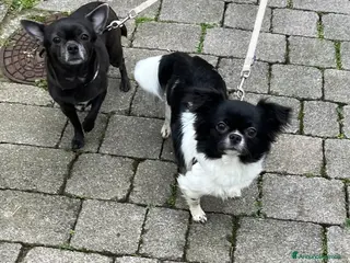 Chihuahua cani Chihuahua pedigree Enci femmina pelo lungo - Annuncio 16