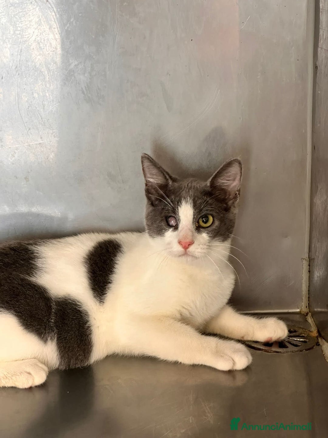 Meticcio gatti in regalo: Poldo - Annuncio 2