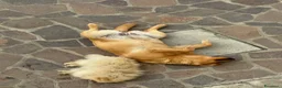 Labrador cani in regalo: Regalo cani - Annuncio 1