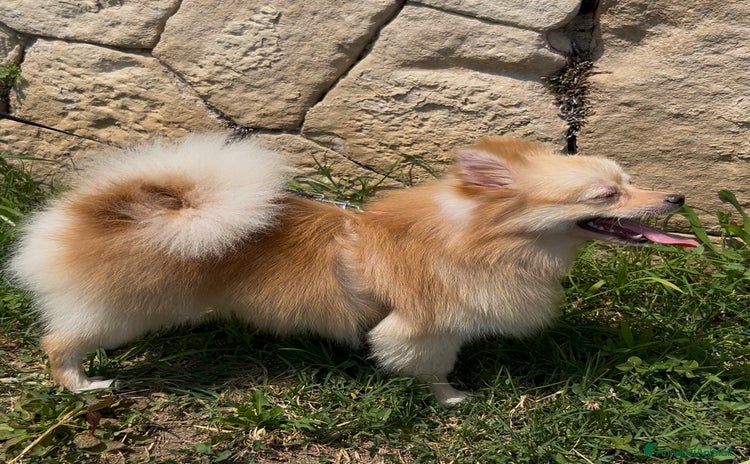 Volpino Pomerania cani a Provincia di Verona - Annuncio 2