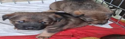 Meticcio cani in regalo: Regalo cuccioli meticci a Valle d'Aosta - Annuncio 4