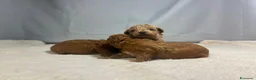 Barboncino Toy cani in vendita: Cuccioli barboncino toy rosso - Annuncio 23