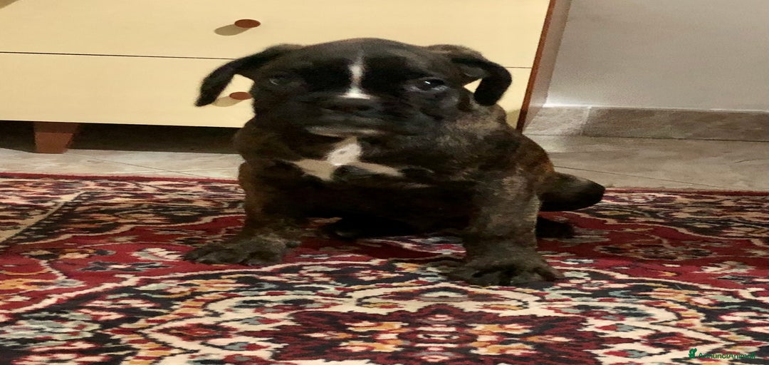 Immagine della galleria {{count}}