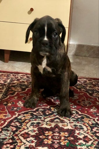 Immagine della galleria {{count}}