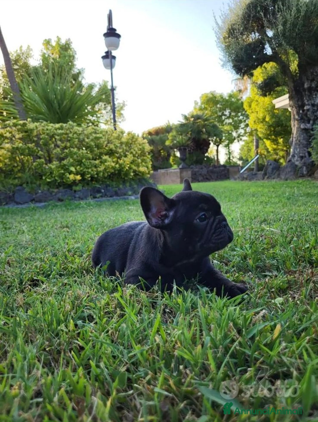 Bulldog Francese cani in vendita: Cucciole di bulldog francese con pedigree  - Annuncio 3