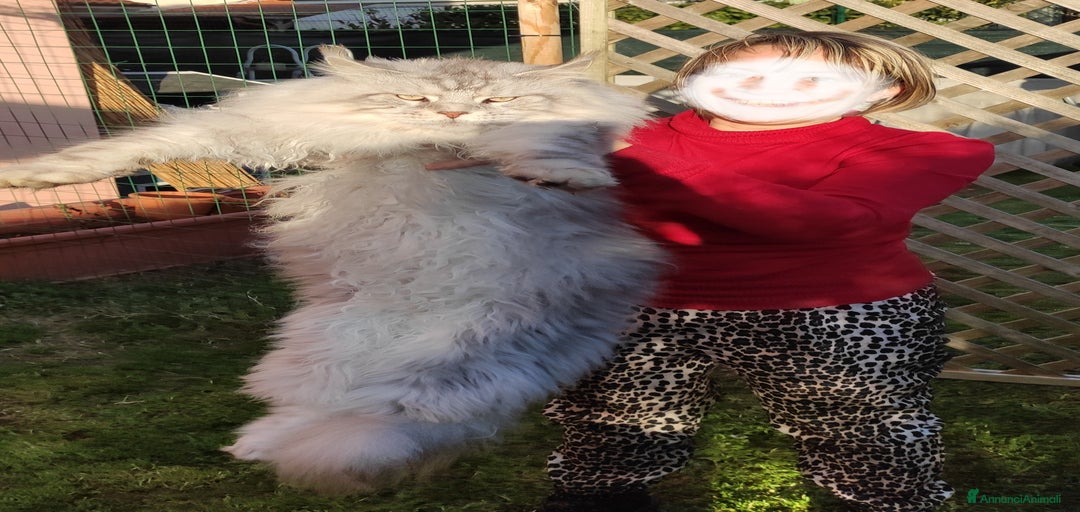 Immagine della galleria {{count}}