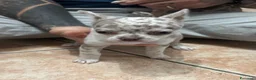 Chihuahua cani in vendita: Cuccioli chihuahua con il manto Arlecchino  a Provincia di Pavia - Annuncio 7