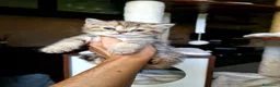 British gatti in vendita: British shorthair Femmina  - Annuncio 6