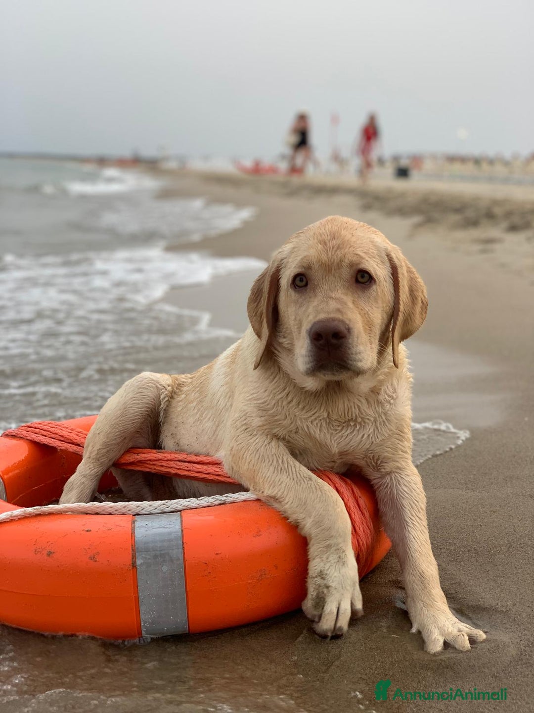 Labrador cani per accoppiamento: Seven cerca fidanzata.🐾🩵 - Annuncio 20