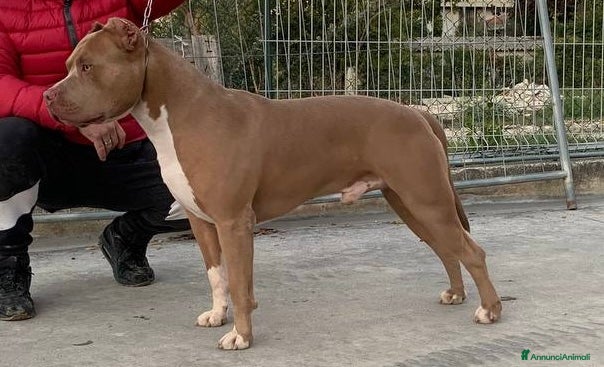 Pitbull cani Disponibile per monta - Annuncio 2
