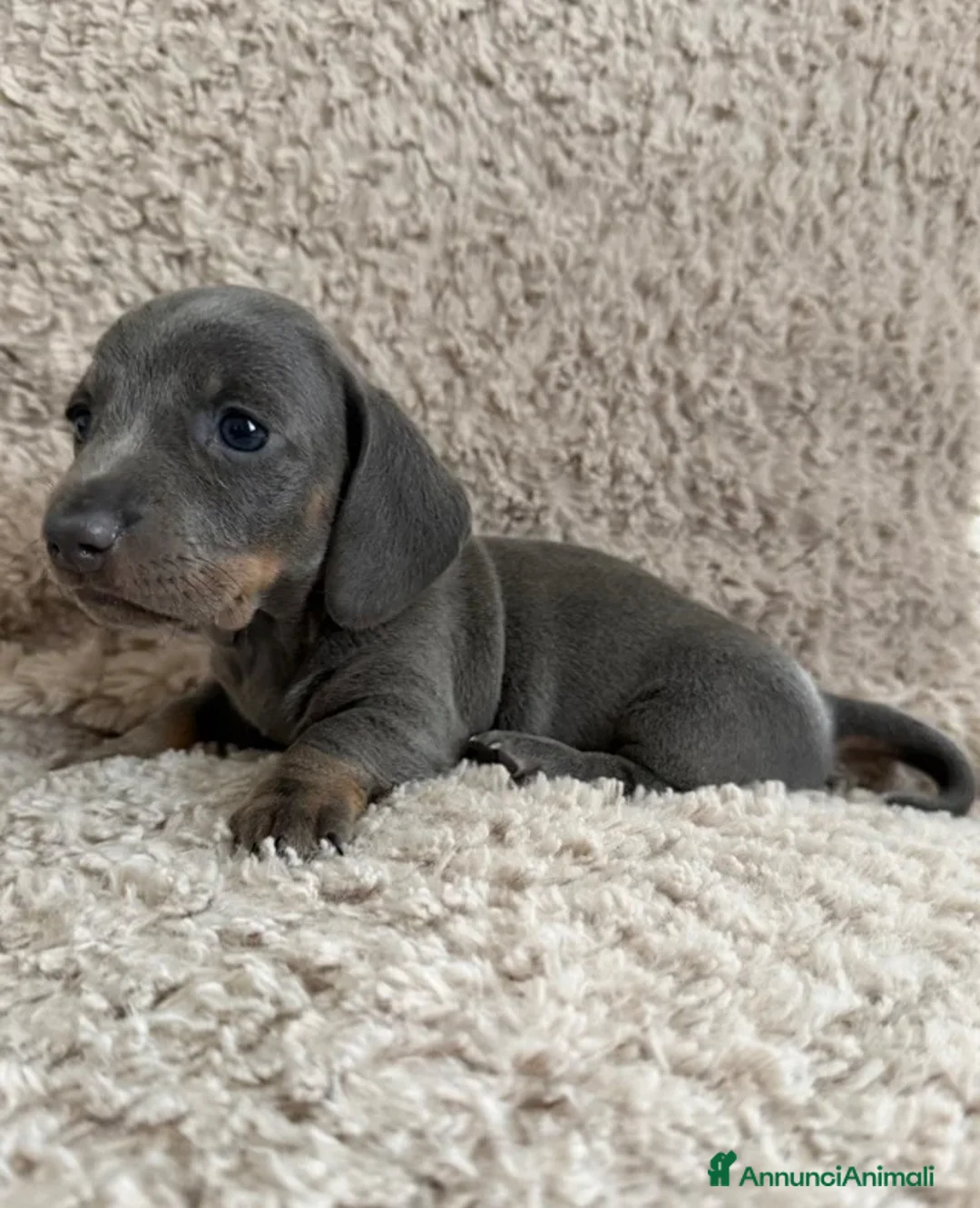 Bassotto cani in vendita:  Bassotto Nano (Blue and tan) - Annuncio 2