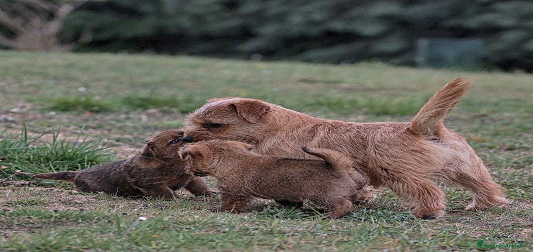 Immagine della galleria {{count}}