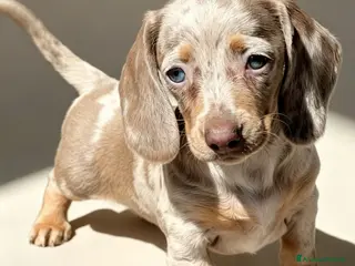 Bassotto cani Bassotto femmina arlecchino isabella - Annuncio 1