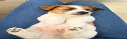 Jack Russell cani in vendita: Maschio pelo ruvido - Annuncio 5