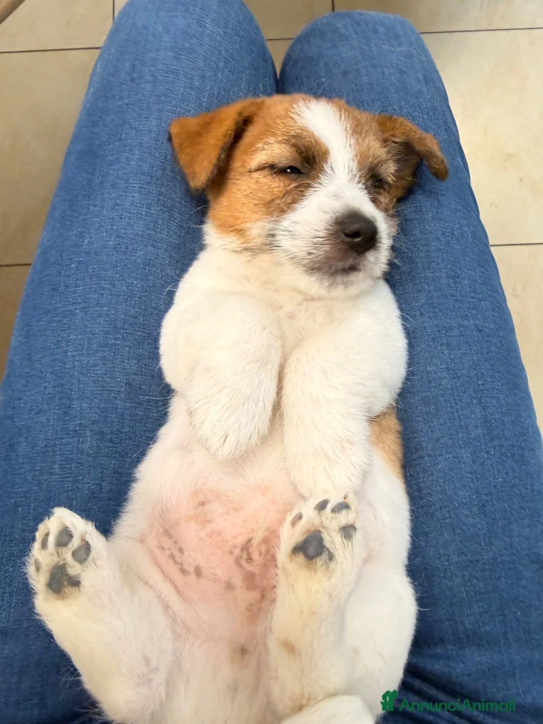 Jack Russell cani in vendita: Maschio pelo ruvido - Annuncio 5