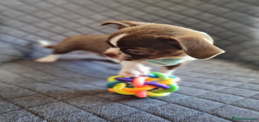 Immagine della galleria {{count}}