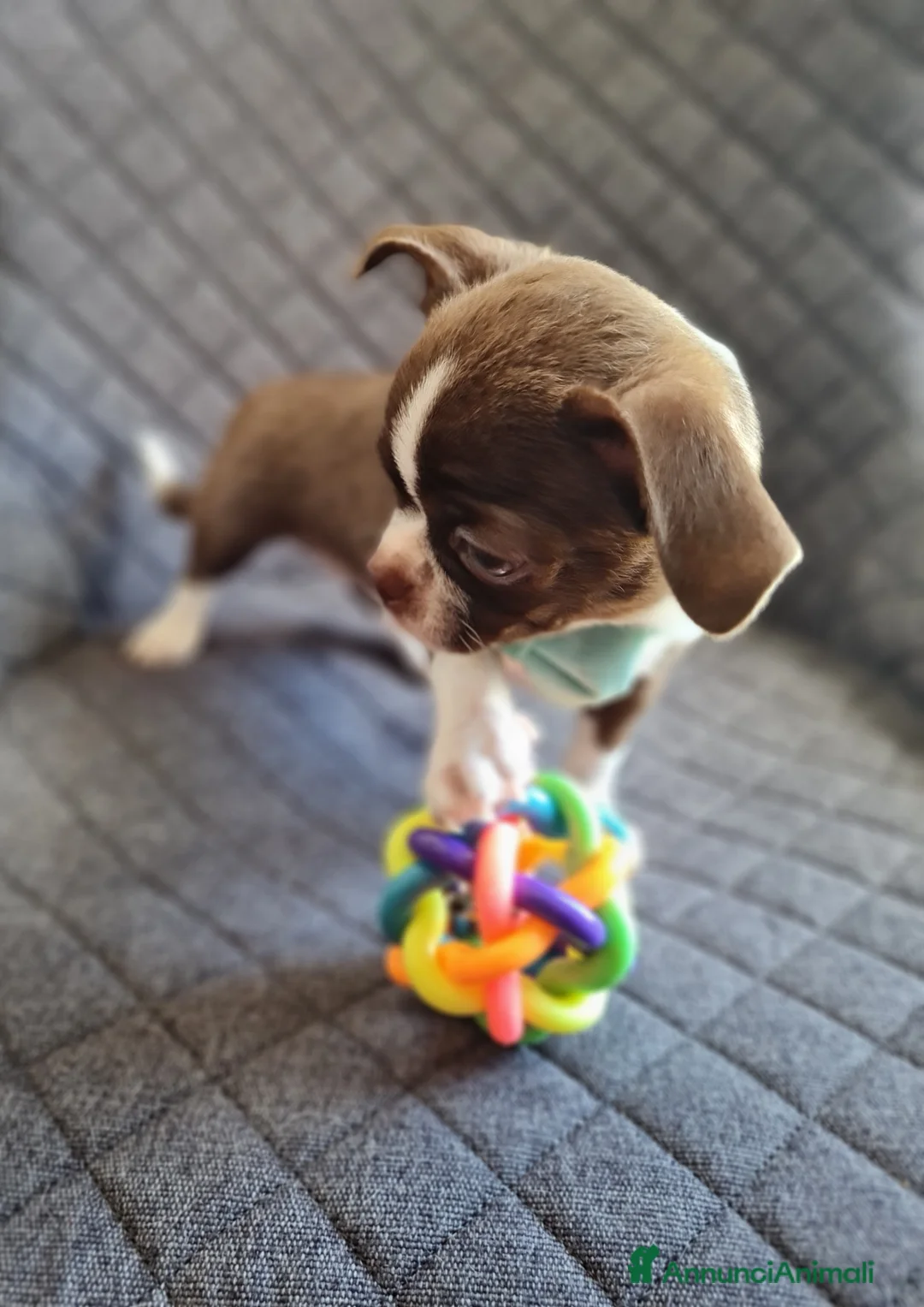 Immagine della galleria {{count}}