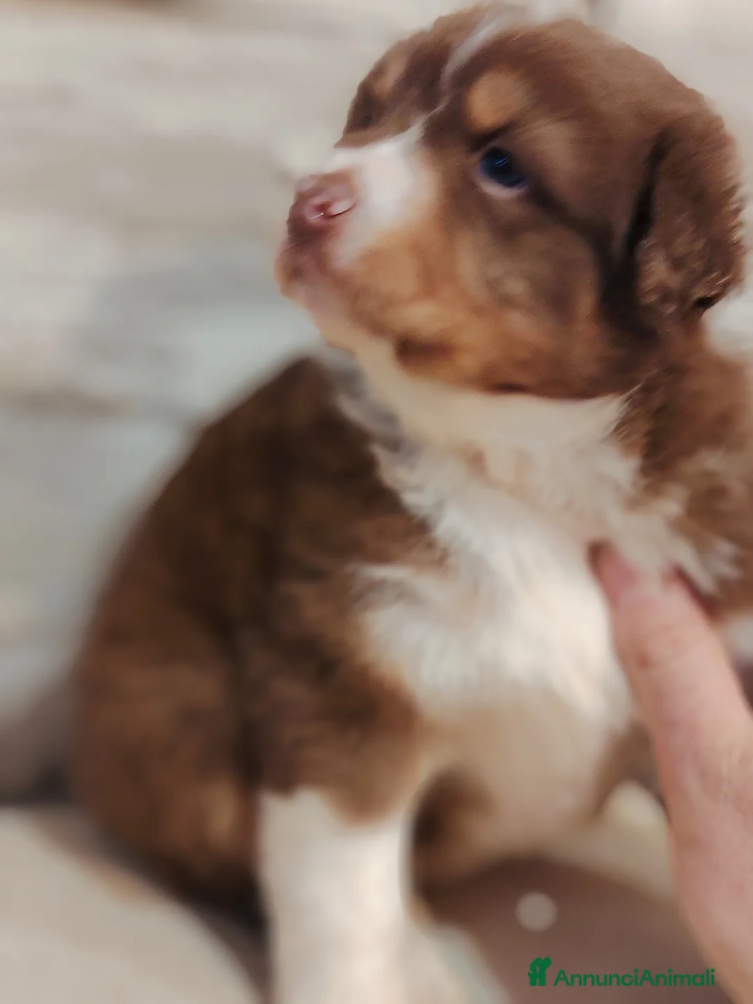 Australian Shepherd cani in vendita: Cuccioli di pastore australiano con pedigree ENCI - Annuncio 6
