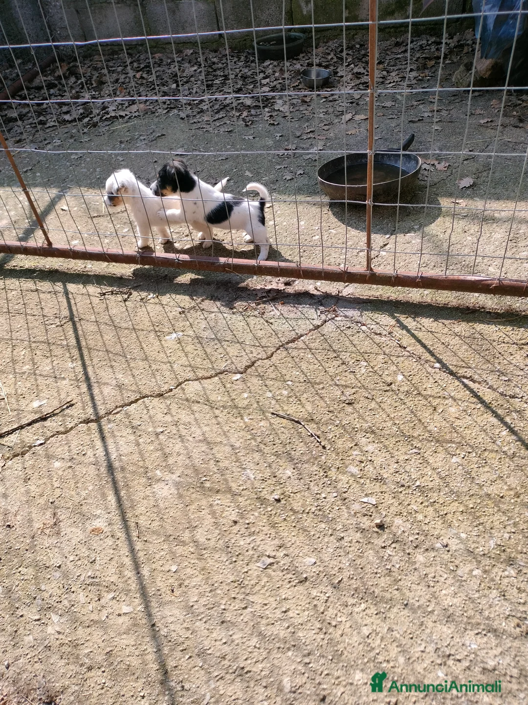 Jack Russell cani in vendita: Cuccioli di jack Russell  a Provincia di Potenza - Annuncio 2