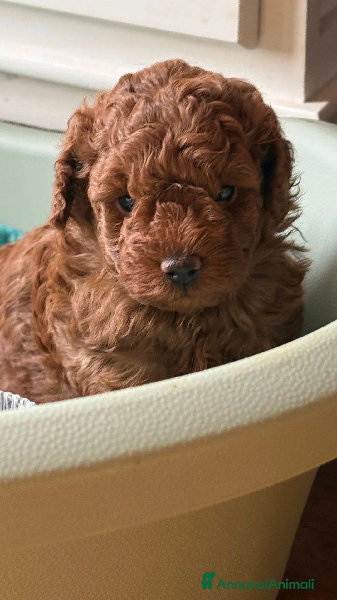 Barboncino Toy cani in vendita: Cuccioli barbone toy - Annuncio 2