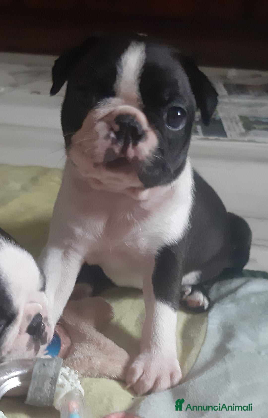 Boston Terrier cani in vendita: Cuccioli di Boston terrier con pedigree  - Annuncio 13
