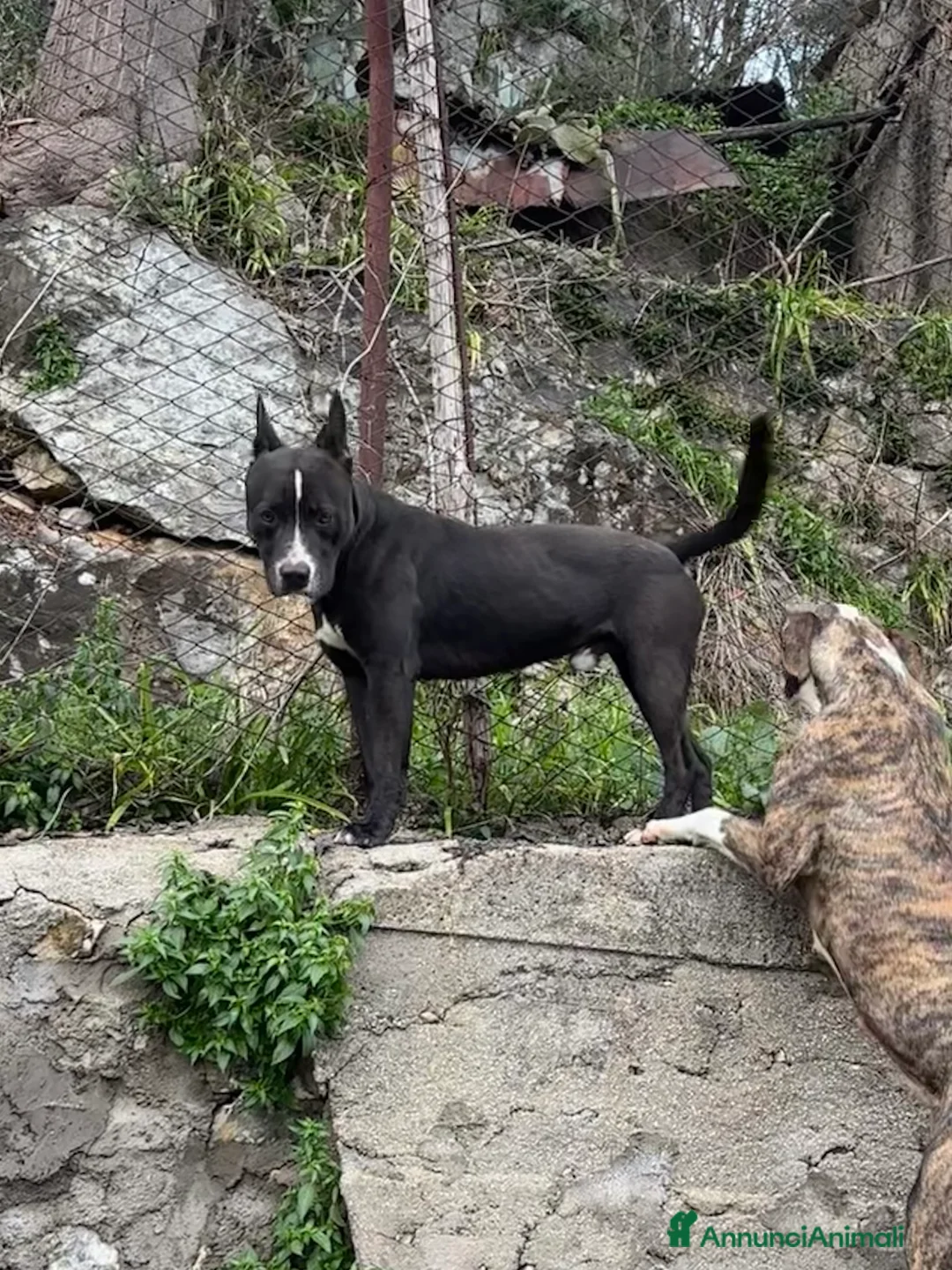 Pitbull cani in vendita: ultimo pit bull ukc black nose - Annuncio 9