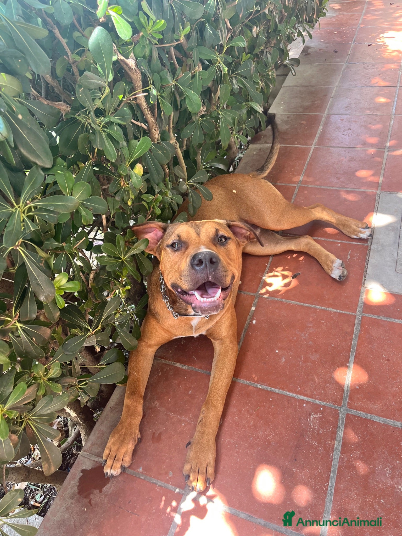 Pitbull cani Cucciolo Pittbull  - Annuncio 42