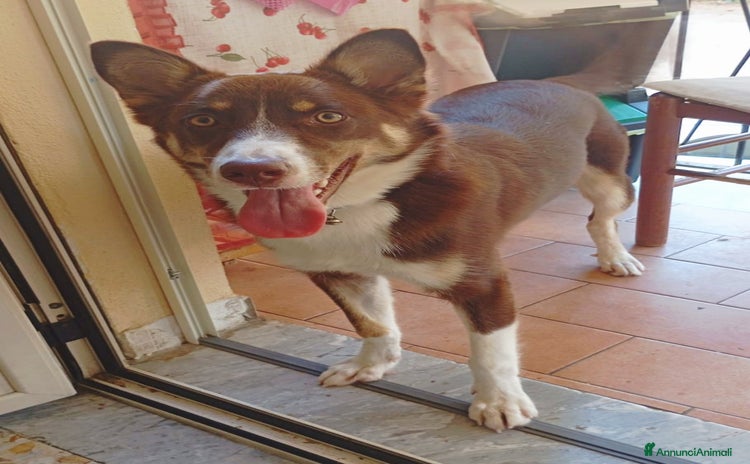 Meticcio cani a Provincia di Varese - Annuncio 3
