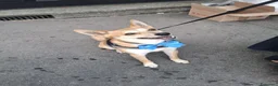 Meticcio cani in regalo: Milo Cerca Persona Esperta E Paziente a Città Metropolitana di Torino - Annuncio 1