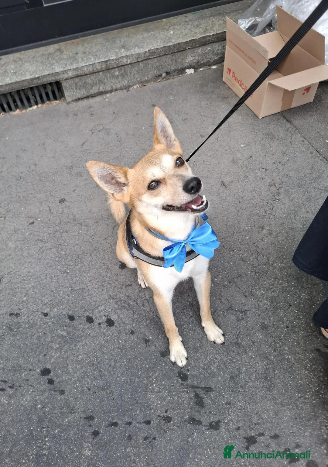 Meticcio cani in regalo: Milo Cerca Persona Esperta E Paziente a Città Metropolitana di Torino - Annuncio 1