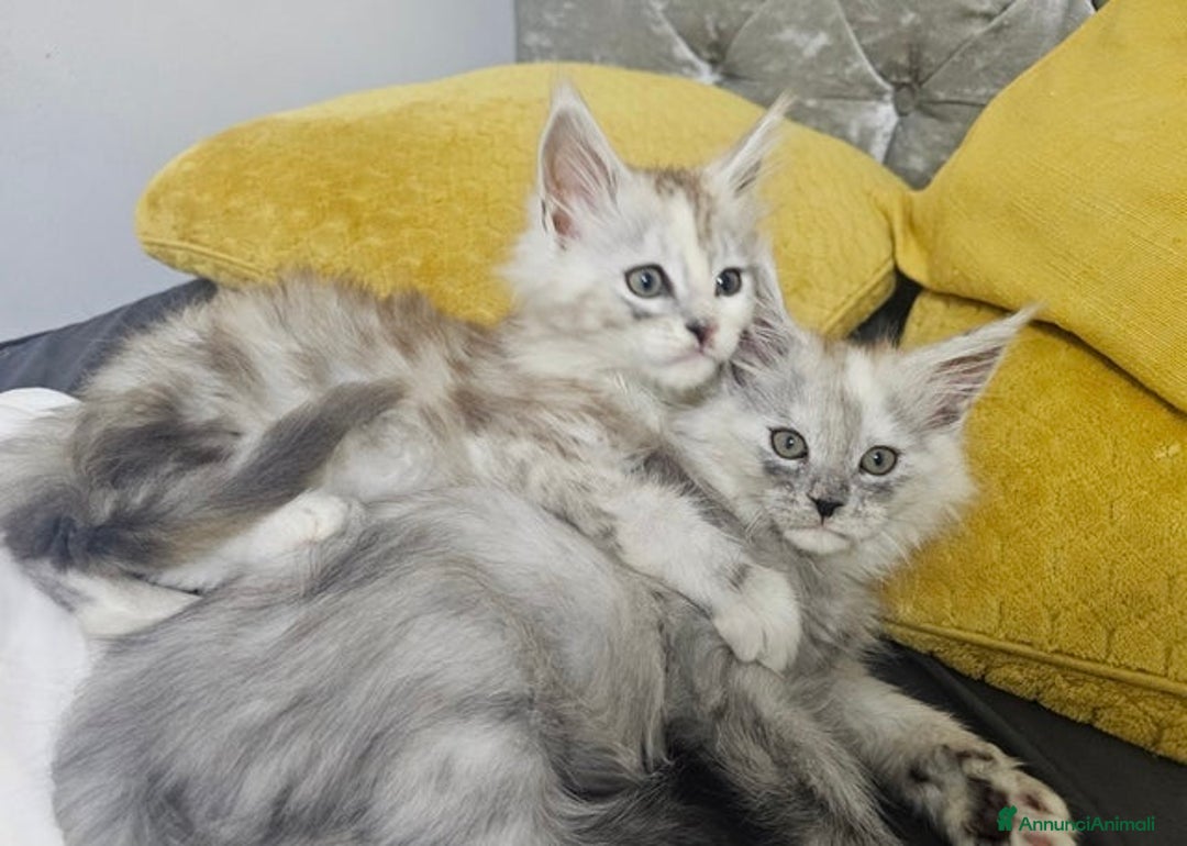 Maine Coon gatti in vendita: Cuccioli di Maine Coon ❤️ - Annuncio 13