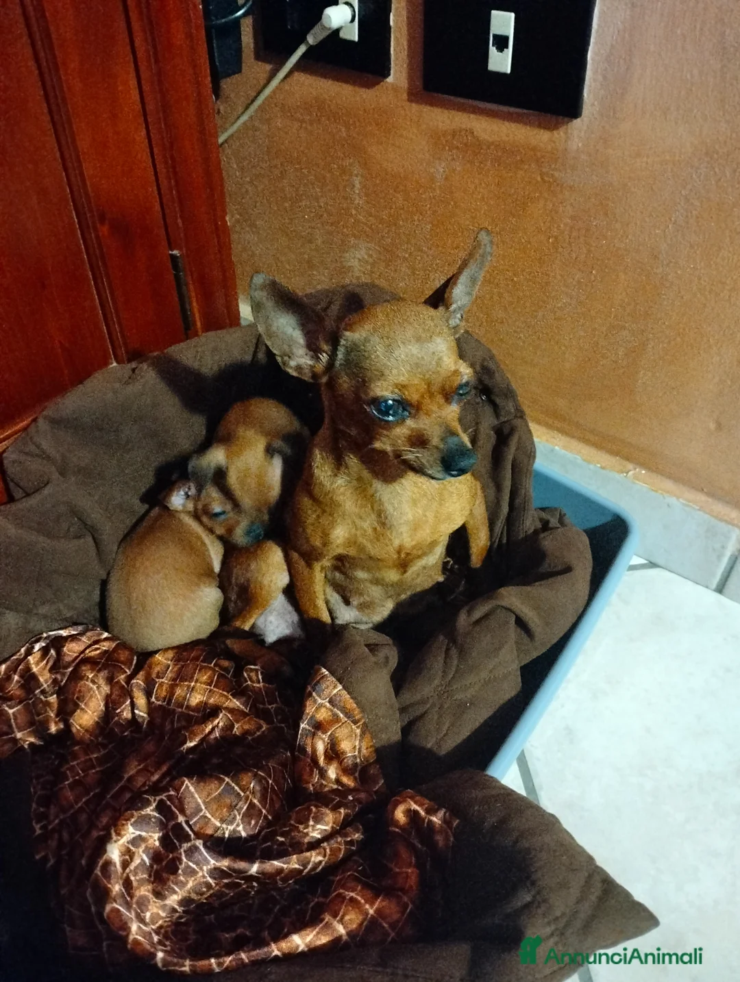 Pinscher Miniatura cani in vendita: Pincher  - Annuncio 1