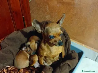 Pinscher Miniatura cani Pincher - Annuncio 1