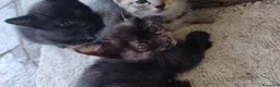 Meticcio gatti in regalo: Regalo gattini di tre mesi a Provincia di Cuneo - Annuncio 5