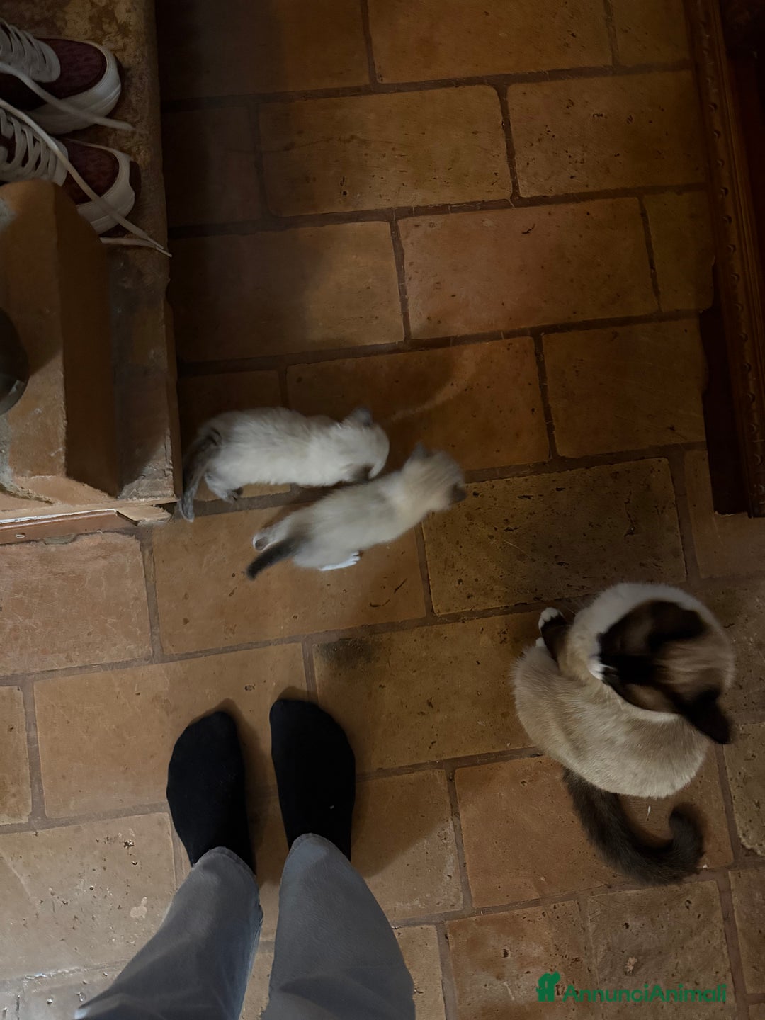 Ragdoll gatti in vendita: Cuccioli Ragdoll cercano casa a Provincia di Mantova - Immagine 3