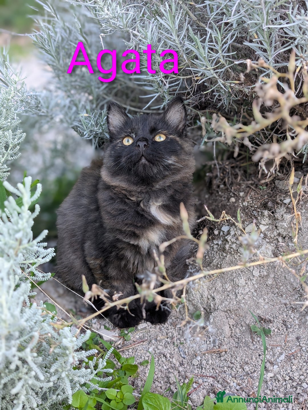 Siberiano gatti in vendita: Cuccioli di gatto siberiano  - Annuncio 6