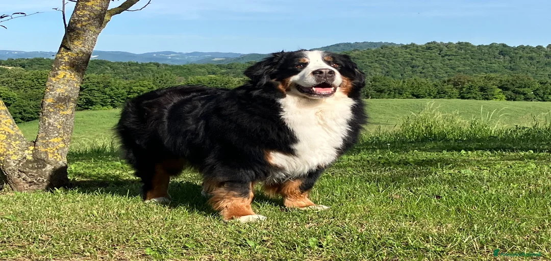 Immagine della galleria {{count}}