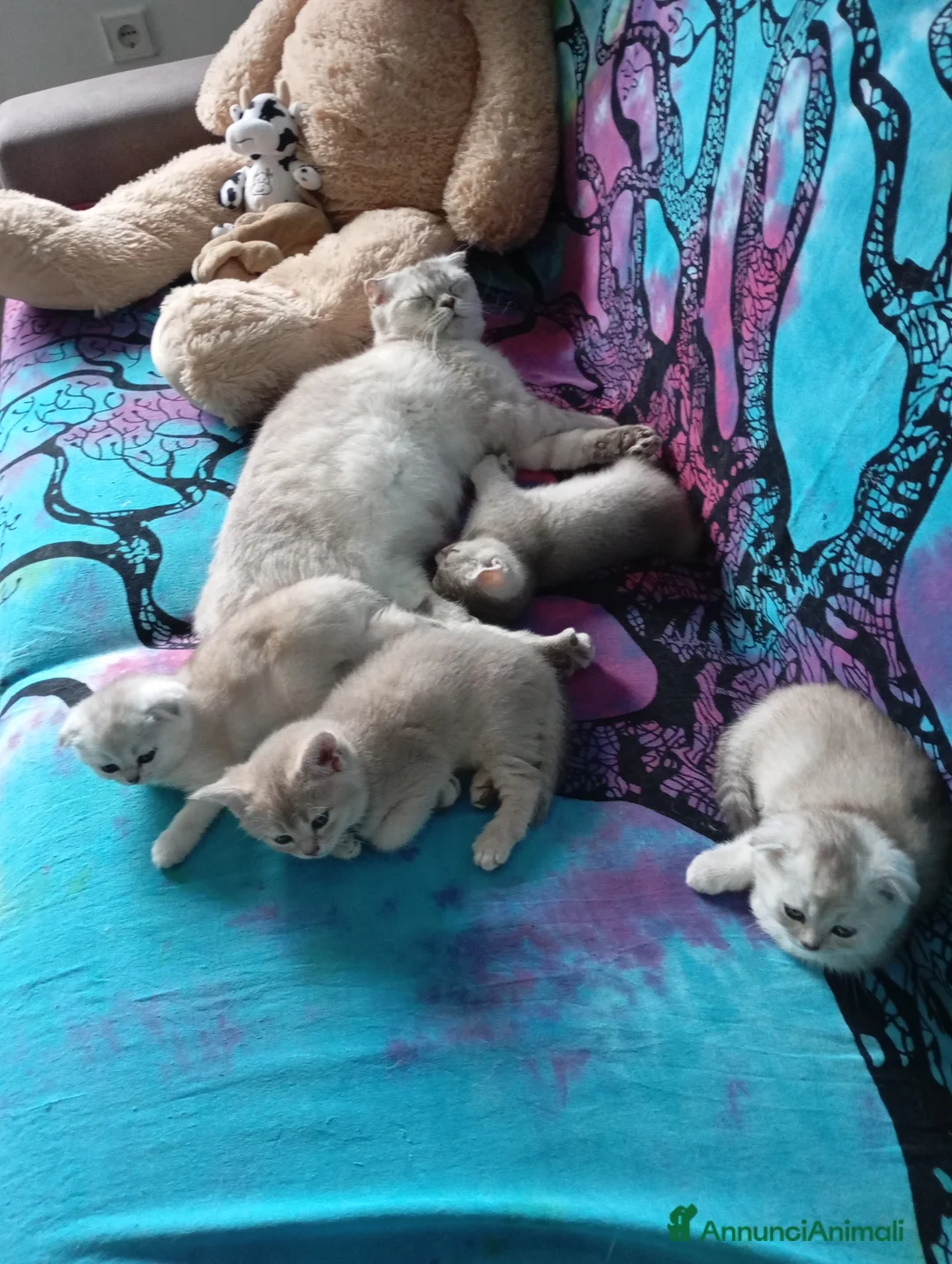 Scottish gatti in vendita: Cuccioli di scottish  - Annuncio 2