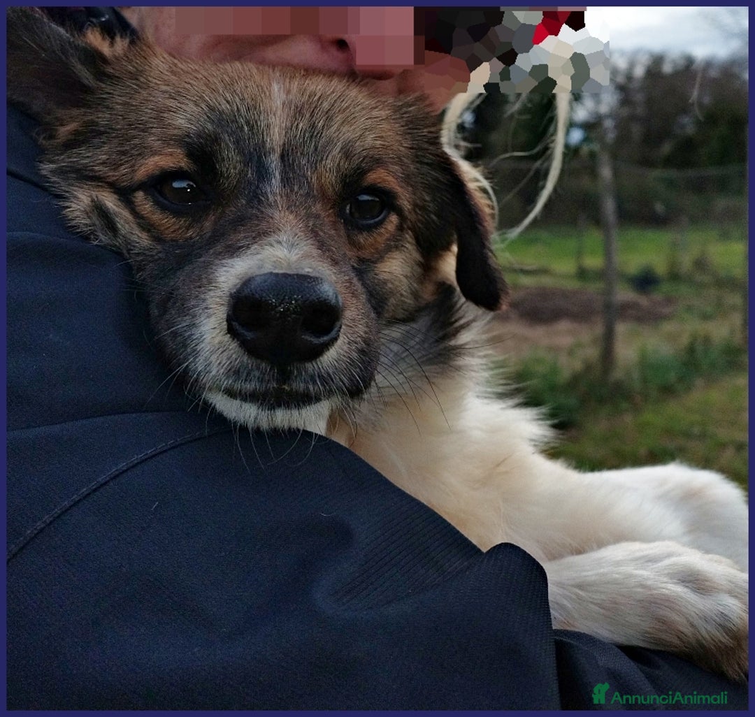 Meticcio cani in regalo: METZCAL CUCCIOLONE 9 MESI TG PICCOLA CERCA FAMIGLI a Città metropolitana di Milano - Annuncio 5