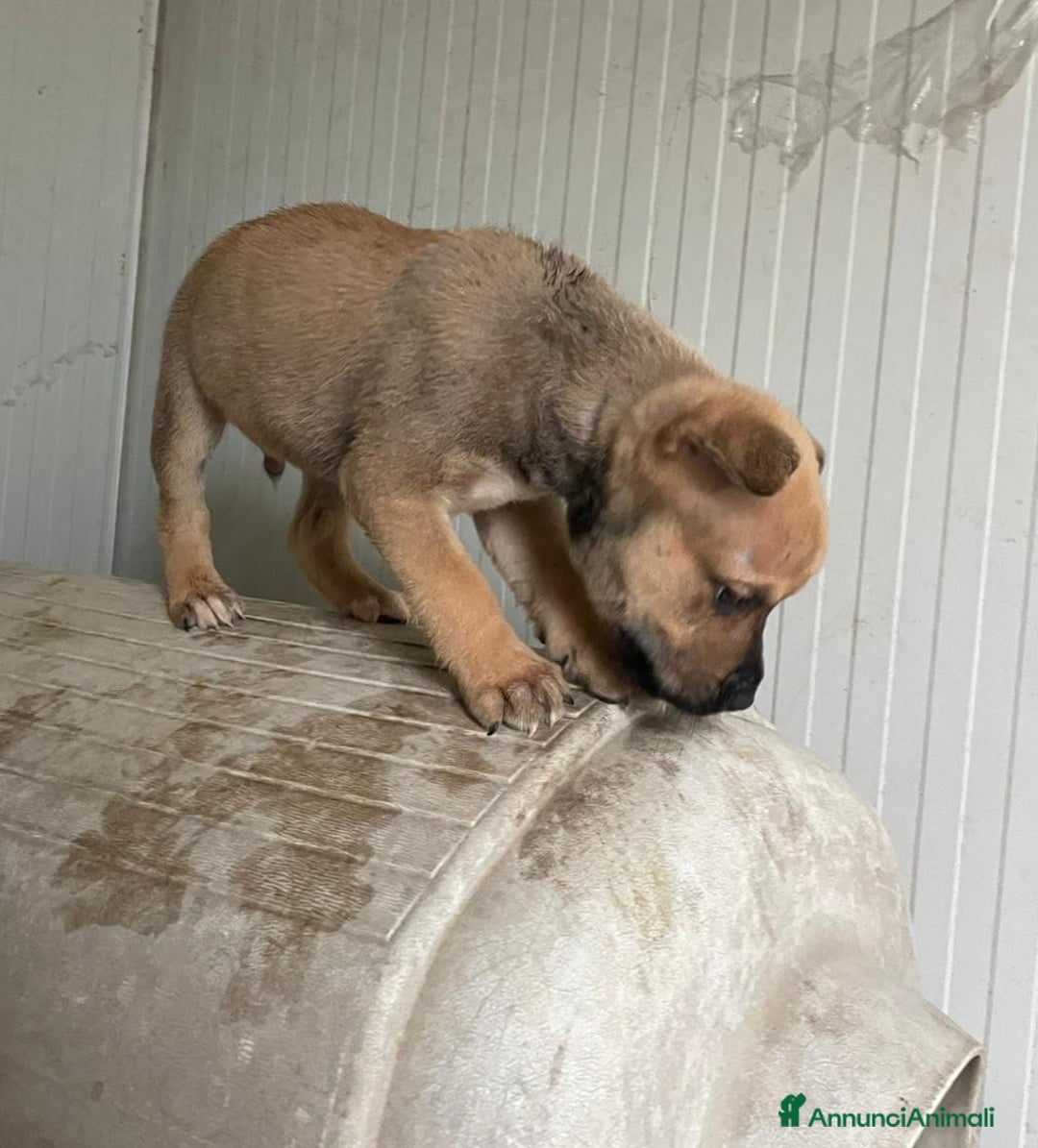 Meticcio cani in regalo: IL SIMPATICO MUFFIN ASPETTA TE - Annuncio 7