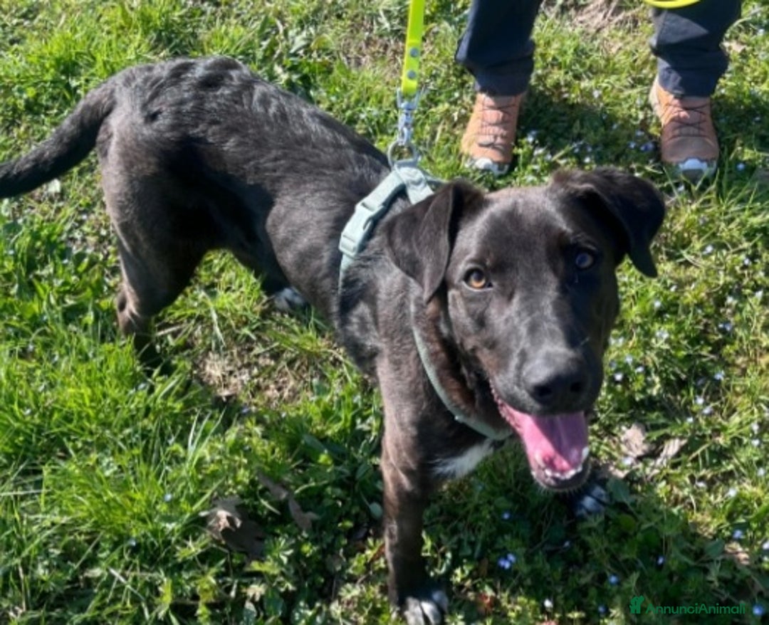 Meticcio cani in regalo: 11mesi,nero,tg media salito mesi fa a MILANO  a Città metropolitana di Milano - Annuncio 1